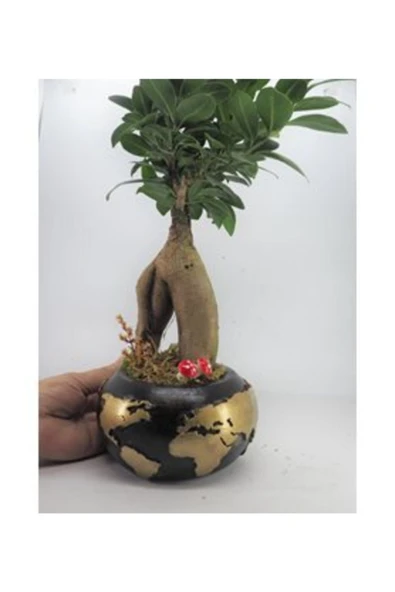 Ficus Ginseng Bonsai & Siyah Dünyam Beton Saksıda Hediyelik Canlı Çiçek ürün görseli 1