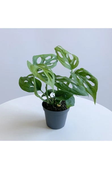 Monstera Adansonii - Deve Tabanı Bitkisi (mini)