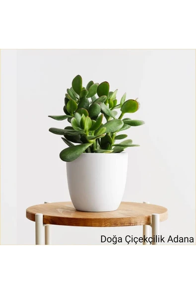 Para Çiçeği Bonsai Bereket Ağacı Crassula Ovata 01