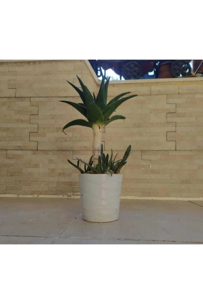 Bonsai Americana ürün görseli