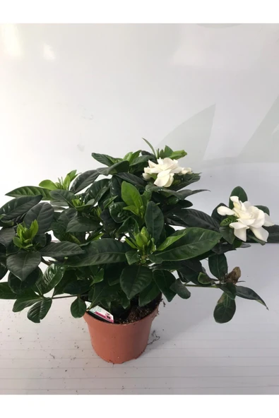 Gardenya Çiçeği Ev Ofis Bitkisi ürün görseli