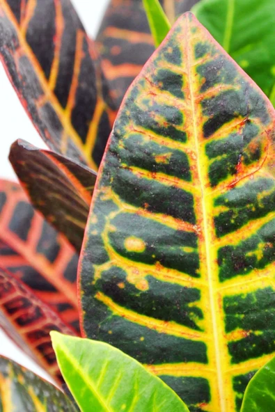 Codiaeum Variegatum 'sunny Star' - Kraton Çiçeği - Ev Ofis Salon Iç Mekan Bitkisi - 30 Cm - Resim 2