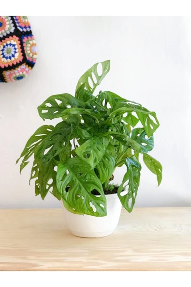 Monstera Adansonii Monkey 35-40 Cm ürün görseli