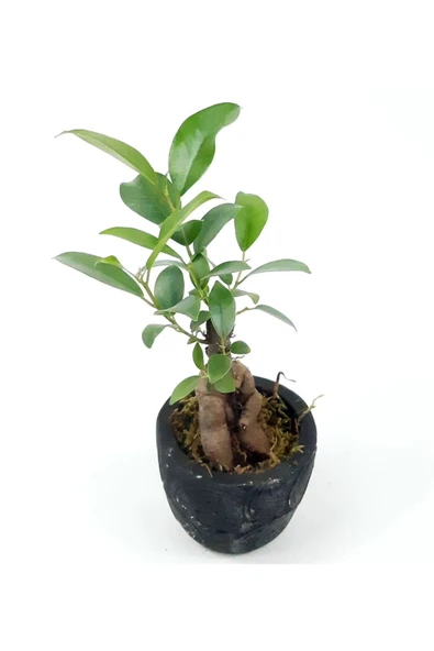 Para Desenli Siyah Saksıda Ficus Bonsai Bitkisi - 2