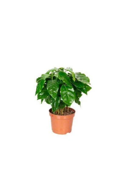 Kahve Bitkisi 20 Cm Kahverengi Saksılı