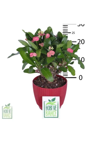 Dikenler Tacı - Resim 3