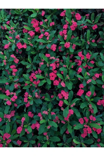 Dikenler Tacı Çiçekli Ithal Hollanda Milli (KIRMIZI) ürün görseli