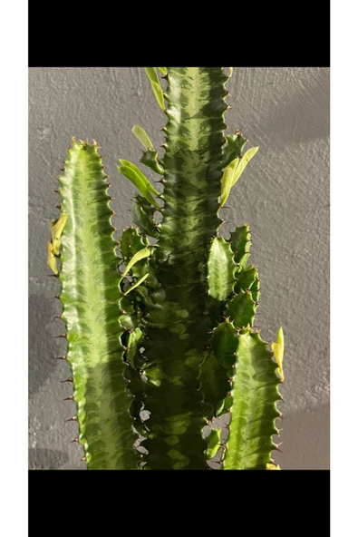 Euphorbia Trigona Green - Resim 3