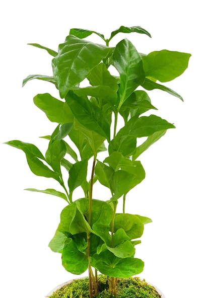Antik Seramik Saksıda Kahve Bitkisi - 3