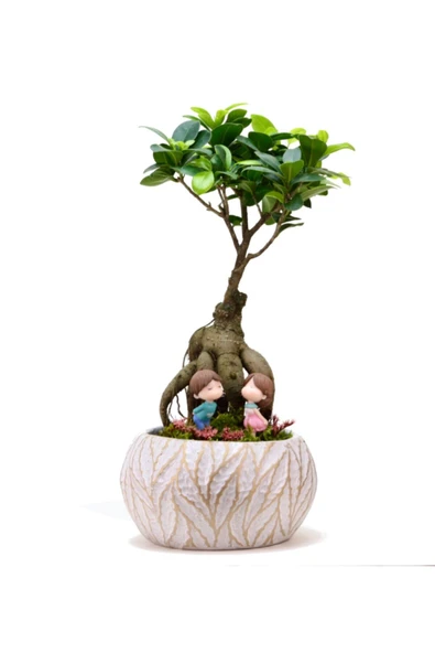Lamina Beyaz Ficus Bonsai ve Kız ve Erkek Çocuk ürün görseli
