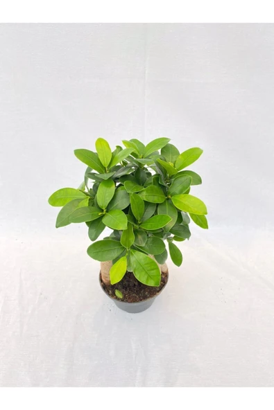 Bonsai Ficus 30 -35 Cm - Resim 2