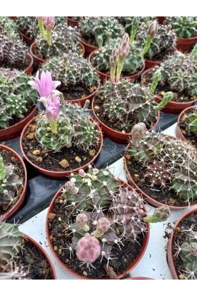 Gymnocalycium Mihanovichii ürün görseli 1