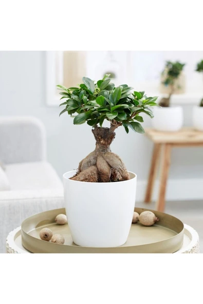 Porselen Saksıda Bonsai Ficus ürün görseli