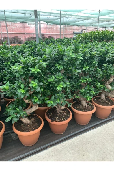 Bonsai Ficus Ginseng S Gövde 110-120 Cm Bonsai S Gövde - Resim 2