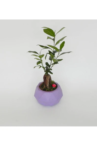 Likya Saksıda Ficus Gieseng Bonsai - Resim 3