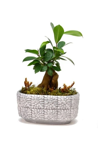Mini Ficus Bonsai Ağacı