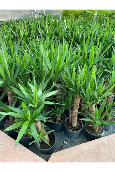 Yukka Bitkisi 2 Gövdeli 80-90 Cm Yucca Massengena - Resim 3