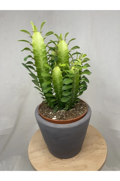 Euphorbia Trigona Green ürün görseli