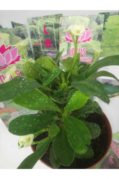 12lik Saksıda Euphorbia Milii Kaktüs Dikenler Tacı Beyaz Renkli ürün görseli