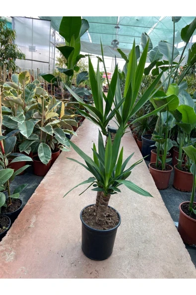 Yukka Bitkisi 2 Gövdeli 80-90 Cm Yucca Massengena