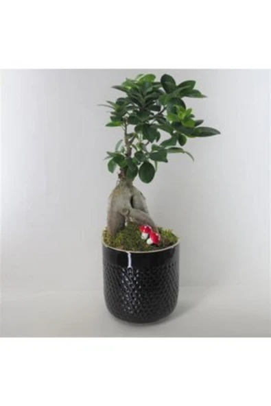 Ficus Ginseng Bonsai & Siyah Yuts Seramik Saksıda Hediyelik Canlı Çiçek - Resim 2