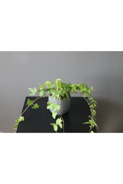 Hedera Helix Ev Ofis Bitkisi Sarkıcı Sarıcı Bitki ürün görseli