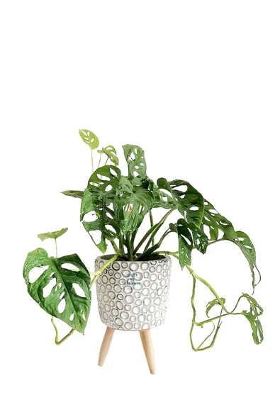 Monstera Adansonii Maskeli Deve Tabanı Saksılı ürün görseli 1
