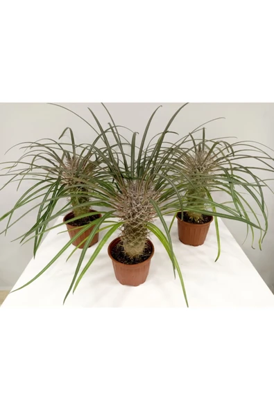 Madagaskar Palmiyesi ürün görseli