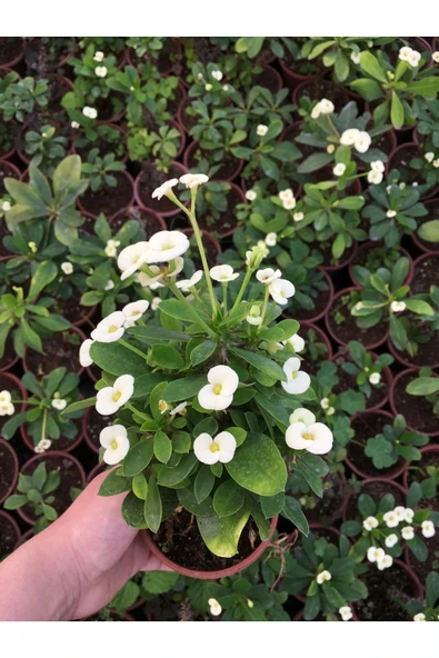 Dikenler Tacı Çiçekli Ithal Hollanda Milli (BEYAZ) - Resim 4