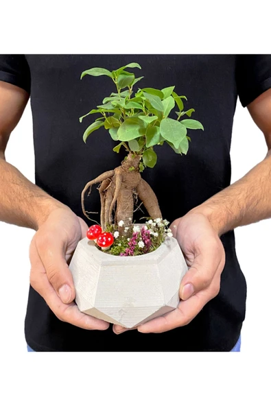 Geometrik Beton Saksıda Mini Ficus Ginseng Bonsai - 3