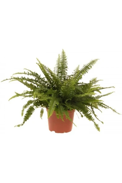 Nephrolepsis Aşk Merdiveni ürün görseli