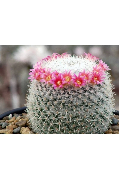 Mammillaria Matudae - Kaynana Topuzu Kaktüsü (BEYAZ ÇİÇEKLİ) 12cm Saksıda Büyük Boy ürün görseli 1