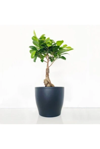 Koyu porselen saksıda Bonsai yanında Kaktüs hediyesiyle ürün görseli