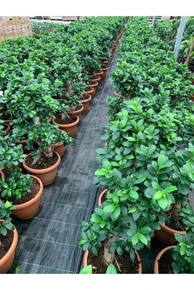 Bonsai Ficus Ginseng S Gövde 110-120 Cm Bonsai S Gövde - Resim 5