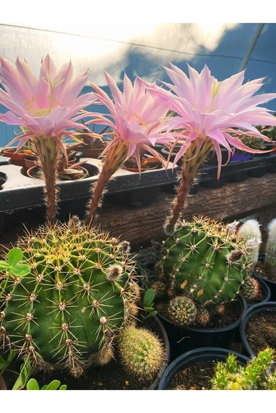 Kaynana Topuzu Kaktüs - Echinopsis Oxygona 10-15 cm Çapında