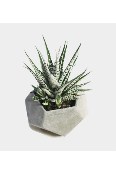 Geometrik Beton Saksıda Haworthia ürün görseli 1