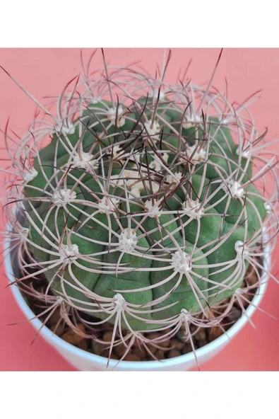 Gymnocalycium saglionis-11,5 cm saksı-ref 01A/U78 - Resim 2