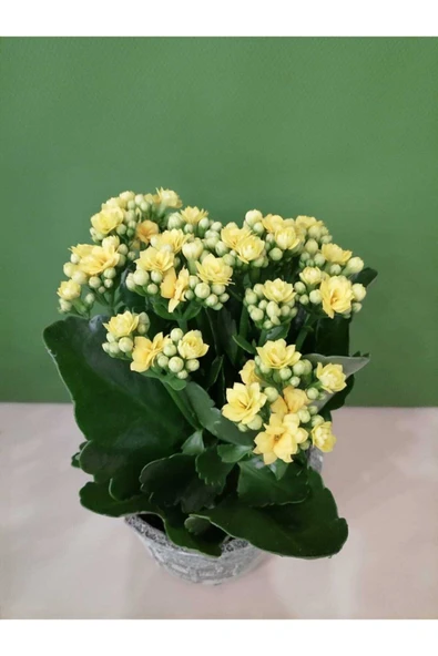 Dekoratif Retro Desenli Seramik Saksıda Sarı Renk Kalanchoe - 2