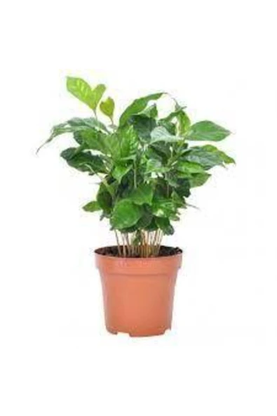 Coffe Arabica (kahve Bitkisi)