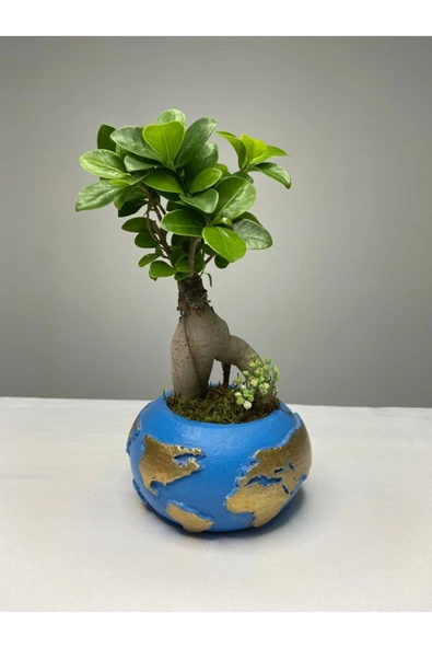 Dünya Saksıda Ficus Gingseng Bonsai Tasarım - Resim 2
