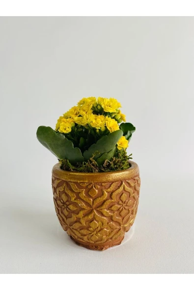Kahverengi Mozaik Desenli Dekoratif Beton Saksıda Sarı Kalanchoe(kalanşo)