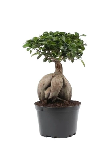 Bonsai Ficus Ginseng 20cm - Resim 2