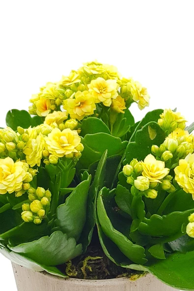 3'lü Sarı Kalanchoe Vintage Seramik Saksıda & Dekoratif Hediye & Ev Ofis Bitkisi & 15-20 Cm - Resim 3