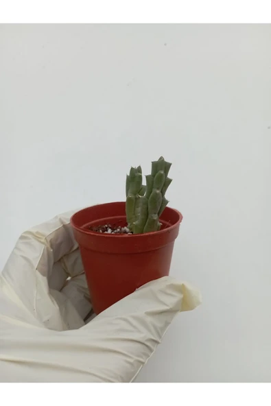 Leş Kaktüs Leş kaktüsü ( Saksılı Bitki ) Stapelia Variegata ürün görseli