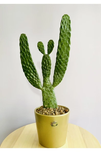Opuntia Consolea+ Gold Terracotta Saksı