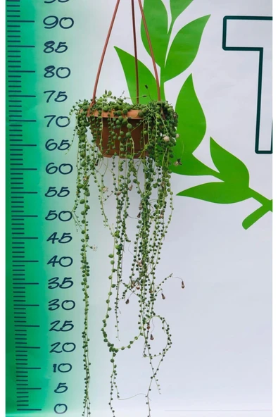Tesbih Çiçeği (senecio) 80cm-100cm - Resim 2