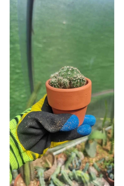 Taş saksı ile birlikte kaktüs Echinopsis Oxygona kaynana topuzu kaktüs - Resim 6