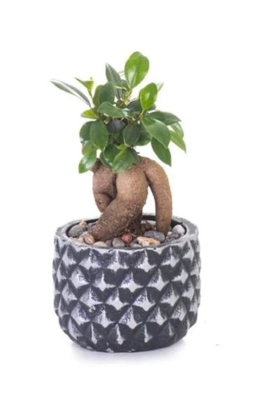 Ficus Ginseng Bonsai - Beton Saksıda Canlı Çiçek ürün görseli 1