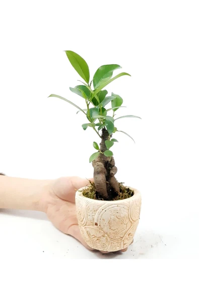 Para Desenli Eskitme Saksıda Ficus Bonsai Bitkisi - 3