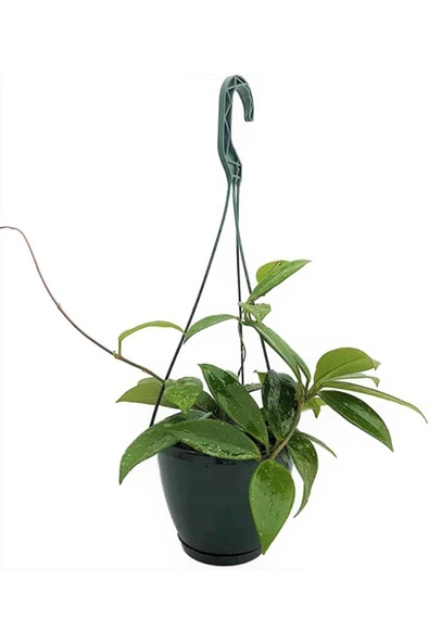 Askılı Saksıda Mum Çiçeği Hoya Carnosa Ev Ofis Salon Iç Mekan Bitkisi ürün görseli